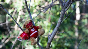 Masked teddy in a tree