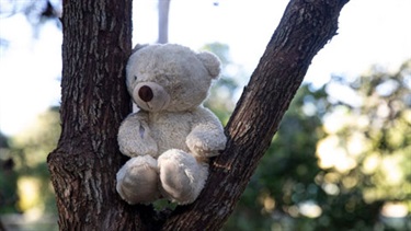 Teddy in a tree