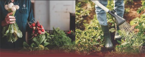 Image of someone holding radishes and watering of plants