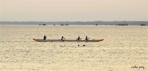 Outrigger canoe on the Pumicestone Passage with dolphins swimming beside them