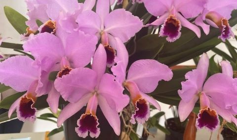 Purple orchid flowers