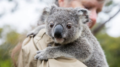 A koala clinging to the shoulder of an environmental officer