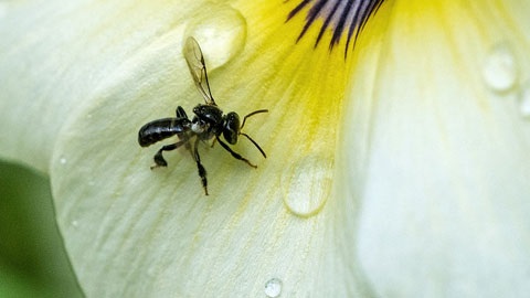 The camera is zoomed in on a black Australian native bee sitting on a white flower