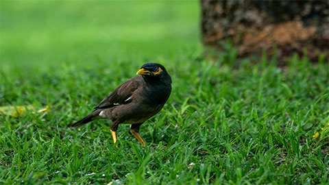 Indian myna (common myna)