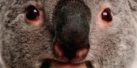 Image of a koala face