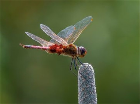 Dragonfly landing on a plant