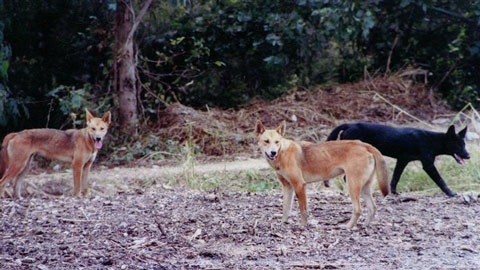 Group of wild dogs