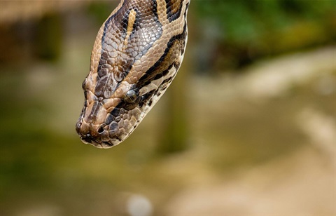 Brown reticulated python