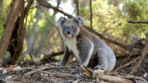 Koala in wooded area