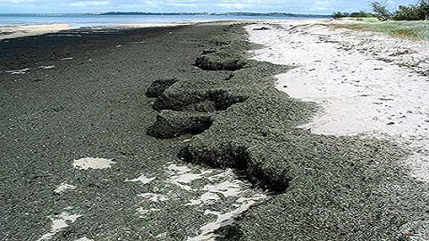 Lyngbya on the beach