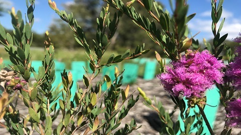 Native Plants Image