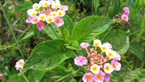 Lantana weed - low-risk weed common to Moreton Bay