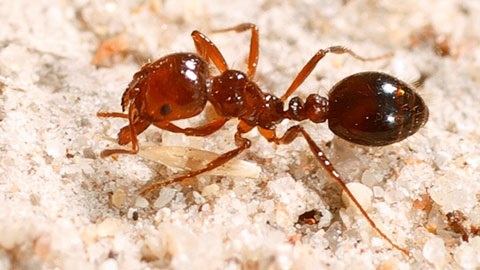 A Fire ant