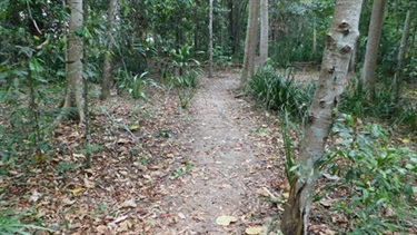 CREEC - bush walk