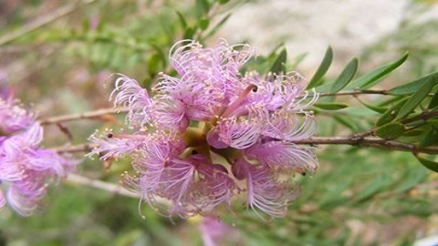 Melaleuca Flower