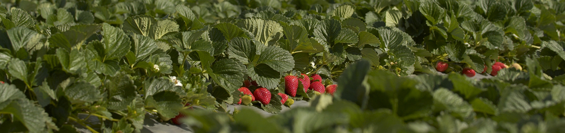 Strawberry plants with red fruit