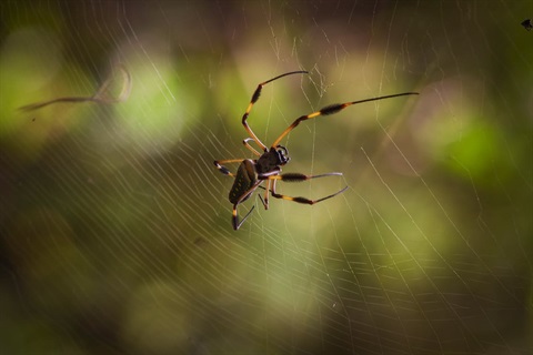 A large black and orange spider is in focus, around it is out of focus with bits of spider web showing.