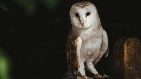 white and brown owl sitting on ledge looking at the camera