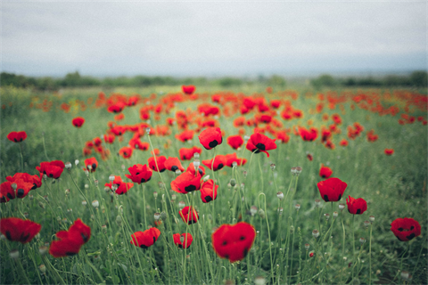 Anzac Day field of poppies