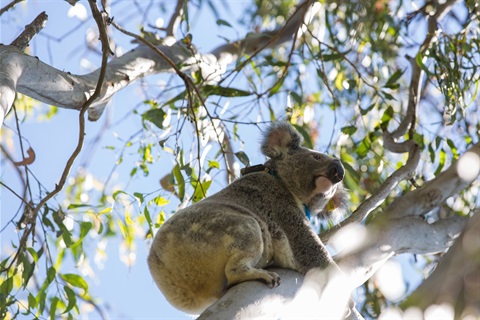 Koala Tree