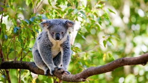 Koala Habitat