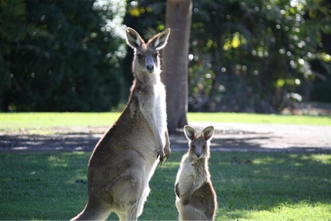 kangaroo mother and joey.jpg