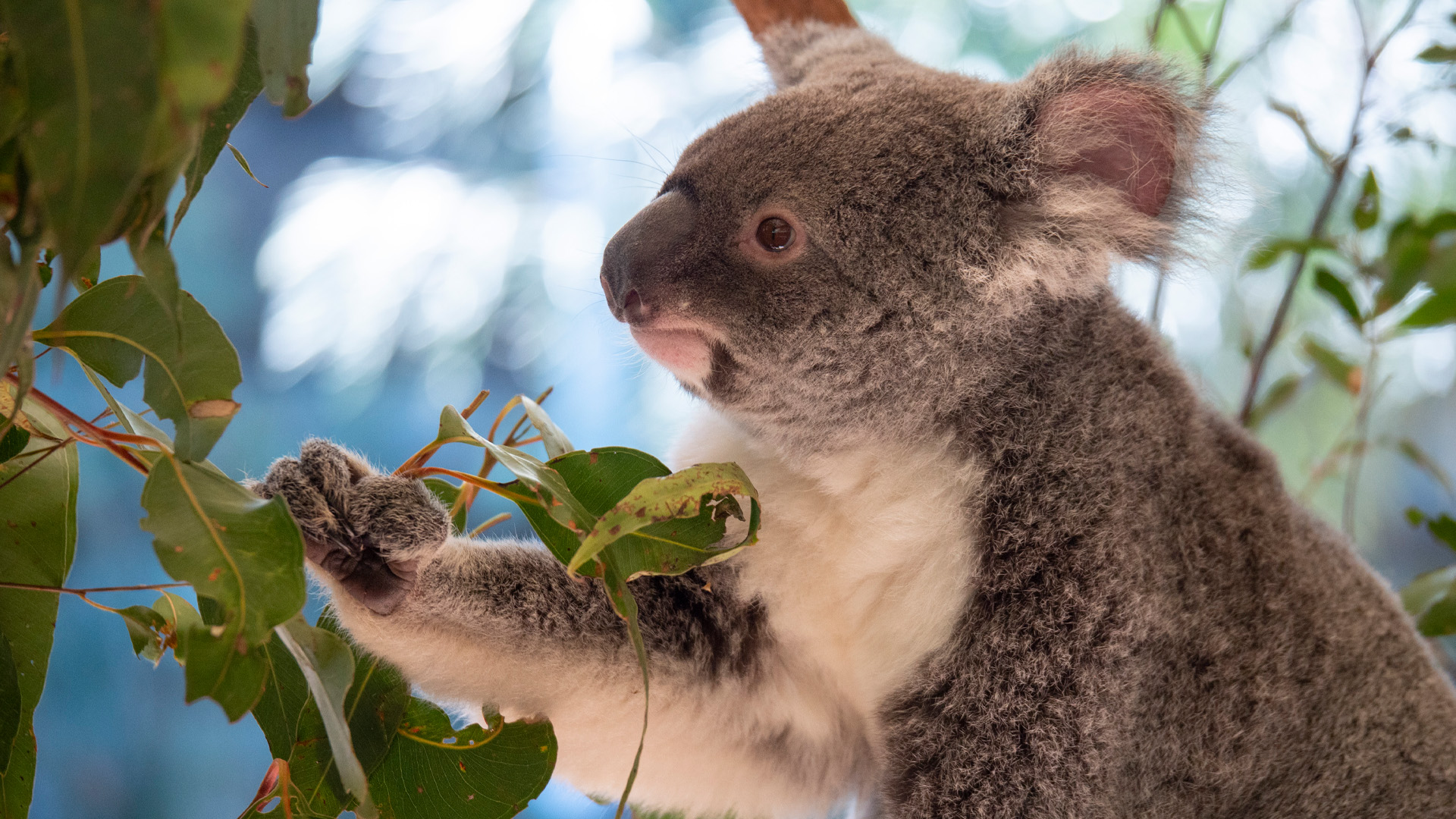 Koala living deals 60 off