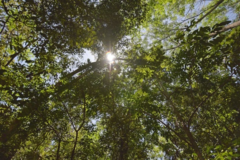 Picture of trees looking upwards