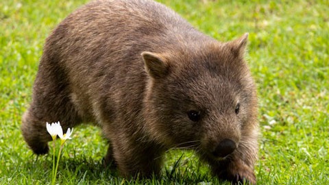 Bare-nosed wombat walking on grass