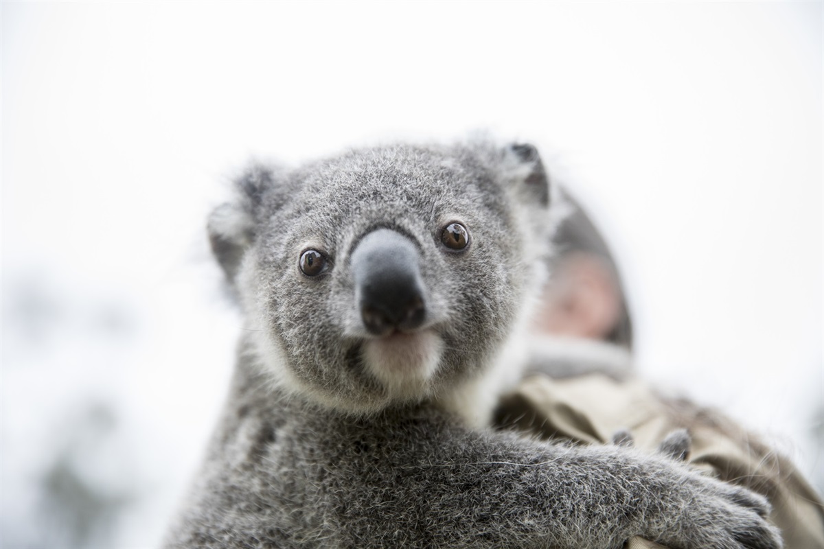 Moreton Bay’s Koala Population Defies National Trend - City of Moreton Bay