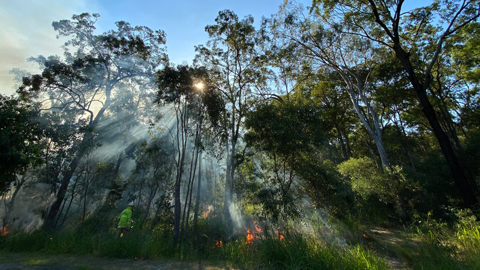 Planned burns at Chelsea Street, Moreton Bay