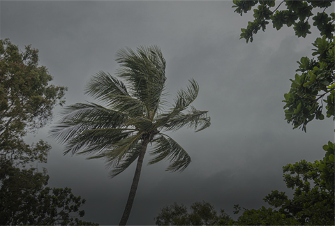 Strong winds blowing a tree with storm clouds in the back.