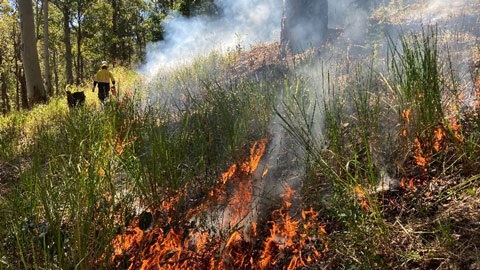 A small fire burning along the ground with smoke and longer grass.