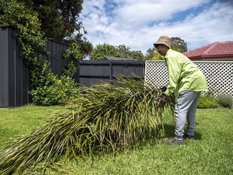 Person in protective clothing carrying a tree branch in a backyard 