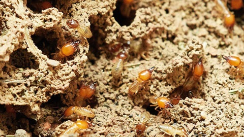 Termites on wood