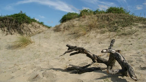 A sand dune and tree branch