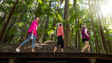 Three tourists walking along a wooden boardwalk in a rainforest